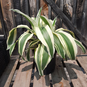Dracaena 'White Aspen'