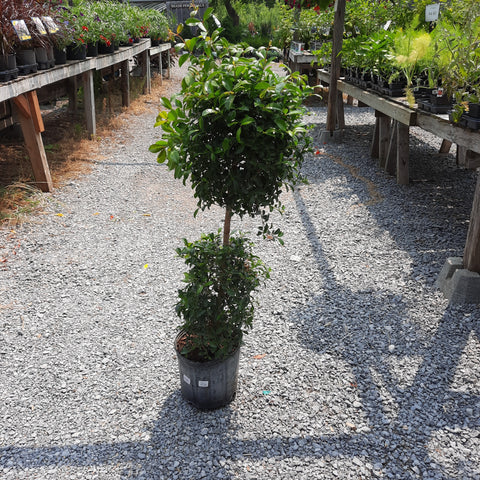 Eugenia Topiary x2 ball 10"