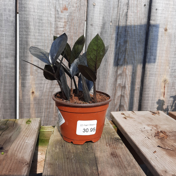 ZZ Plant 'Oscuro Black'