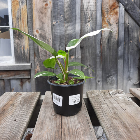 Philodendron 'White Princess' 4"