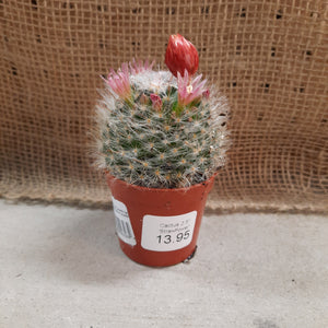 Cactus 'Strawflower'