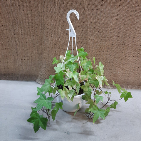 Ivy 'Canary Neon' - Hanging basket 8"