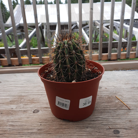 Cactus Assorted 6"