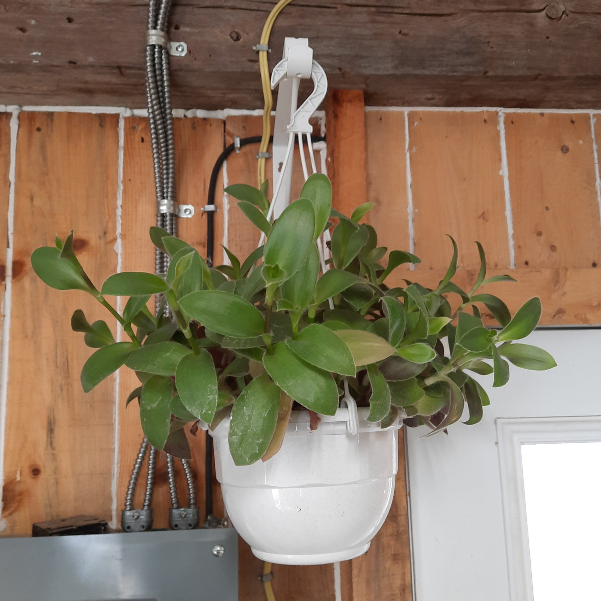 Tradescantia 'Fuzzy' Hanging basket 8" Carp Garden Centre West Ottawa
