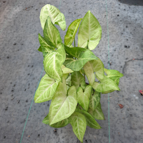 Syngonium 'White Butterfly'