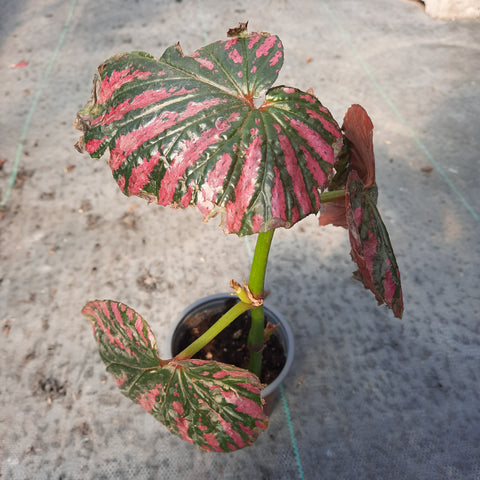 Begonia 'Rex' 4"
