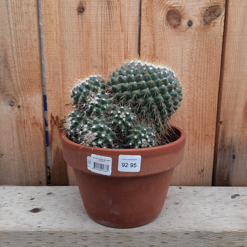 Cactus Assorted 8"