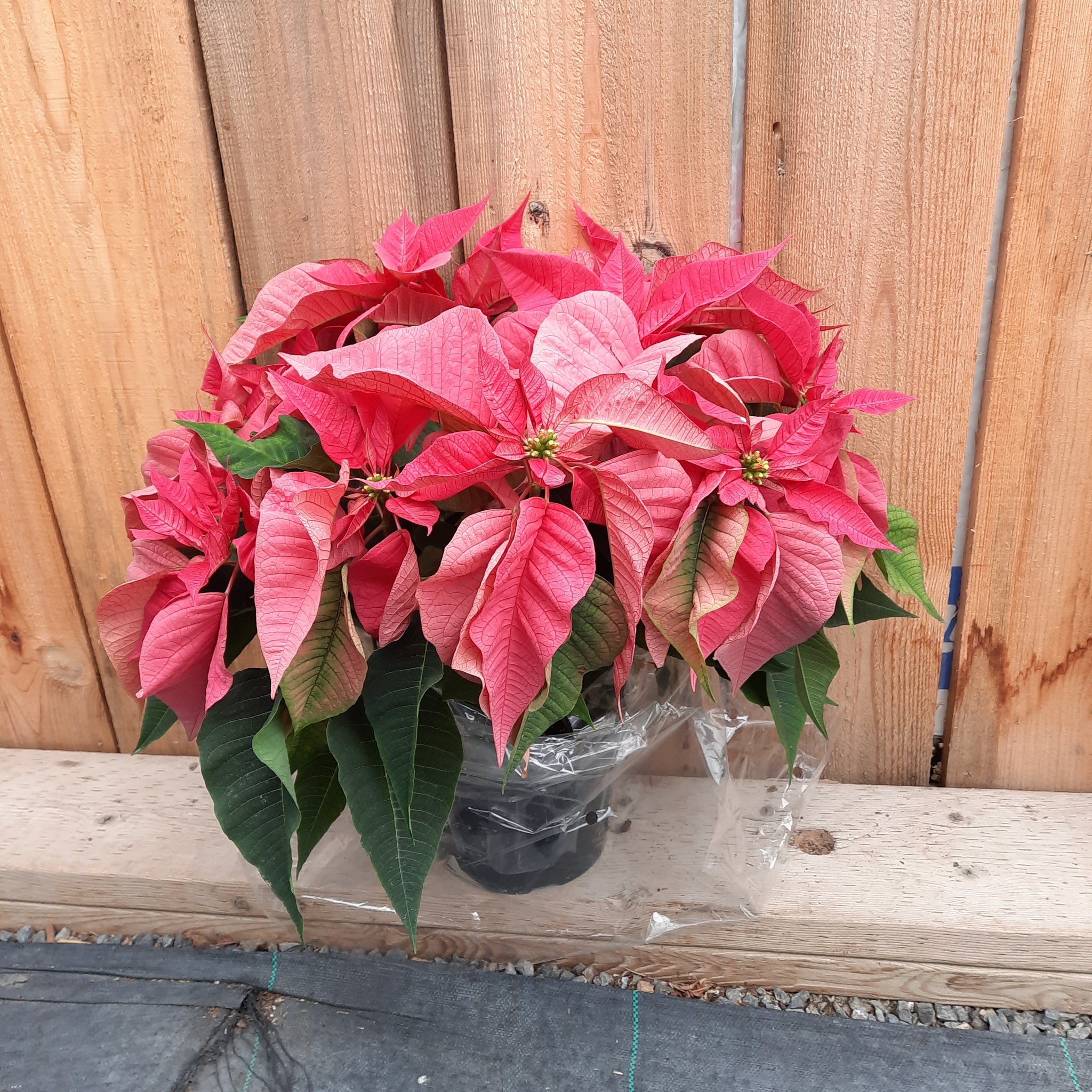 8"  Poinsettia - Pink