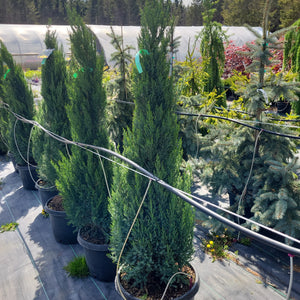 Juniper 'Blue Point'