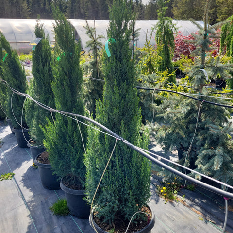 Juniper 'Blue Point'