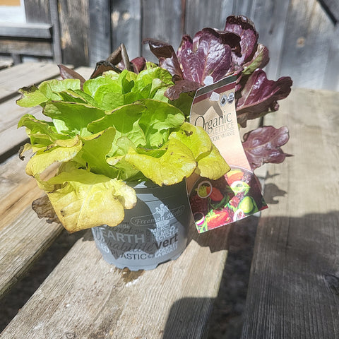 4" Lettuce Organic