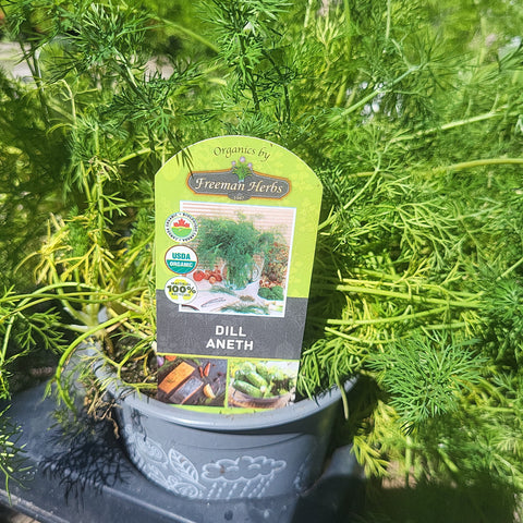 4" Herb/Veg Organic