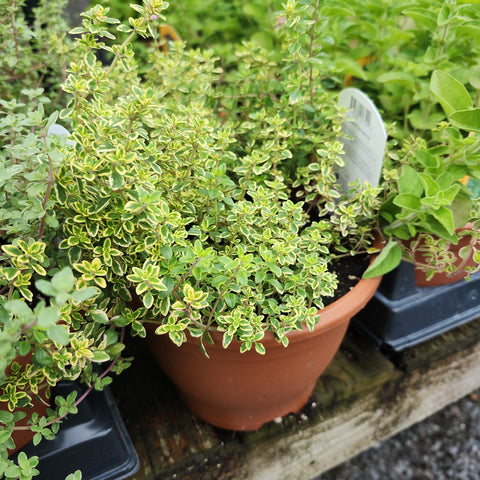 Thyme 'Lemon' 6"