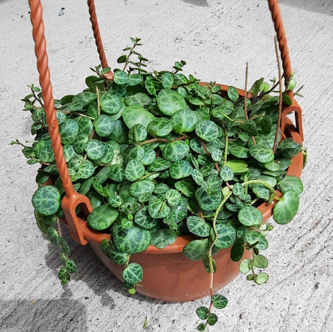 String of Turtles - 6" Hanging Basket