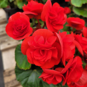 Begonia 'Solenia Red Orange'