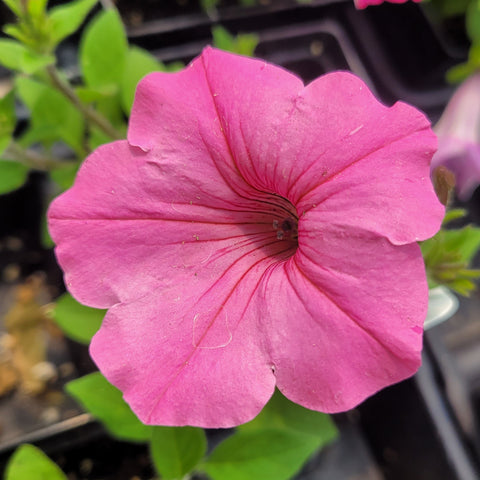 Petunia 'Supertunia Vista Bubblegum' Proven Winners