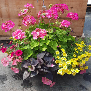 14" Hanging Basket 'Pretty in Pink'