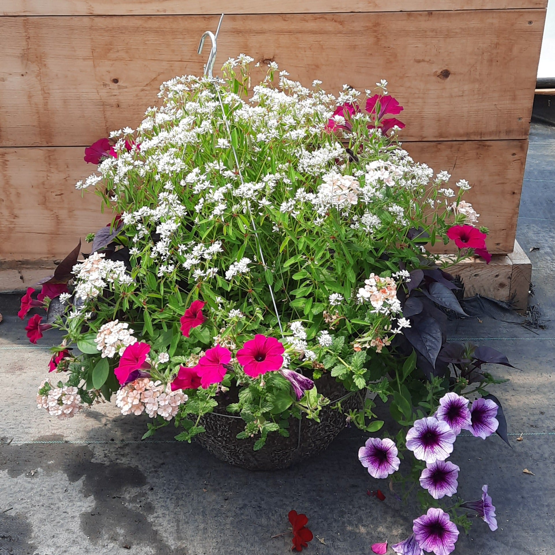 14" Hanging Basket 'Purple Haze'