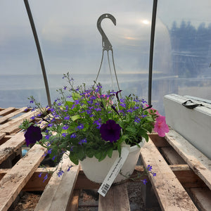 12" Hanging Basket