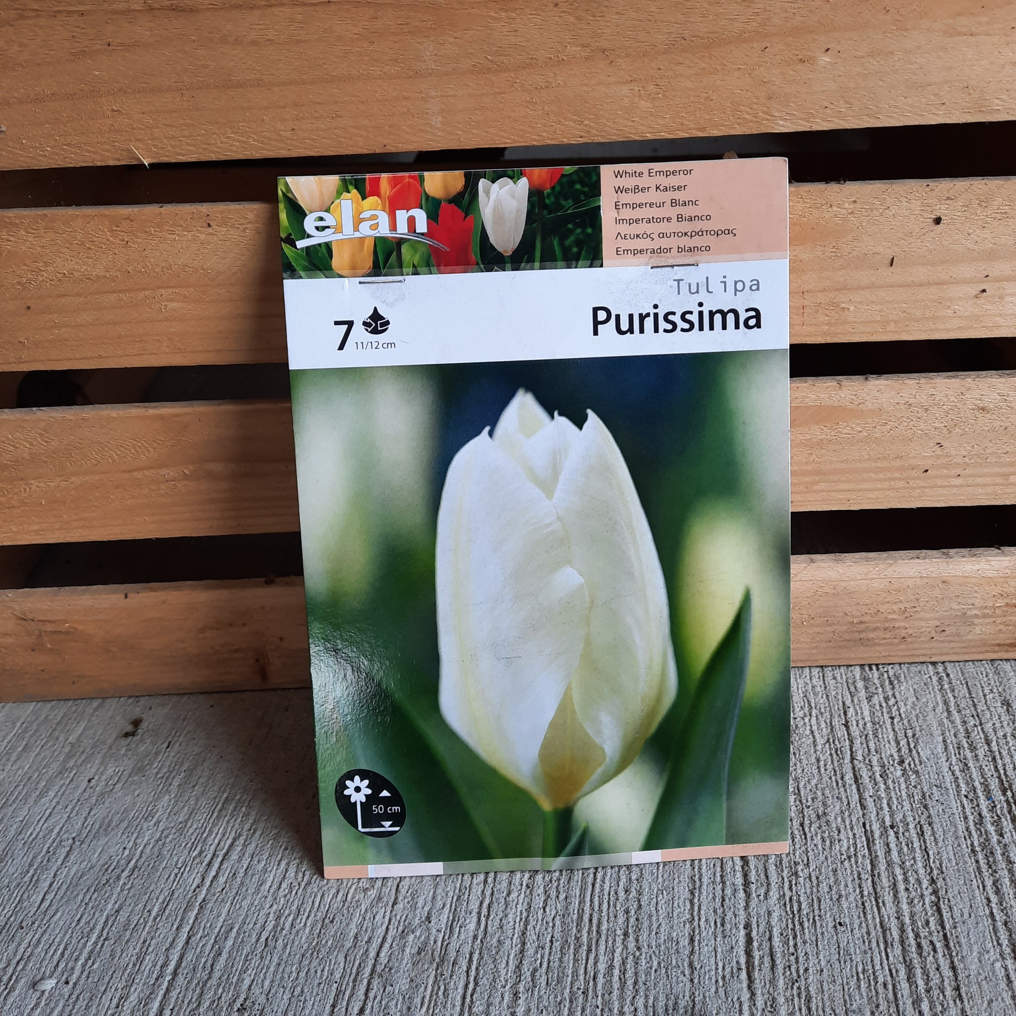 Tulip 'Purissima