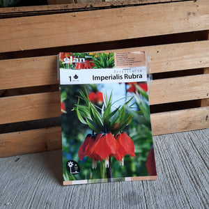 Fritillaria 'Imperialis Rubra'