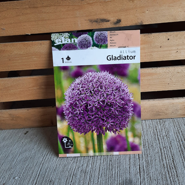 Allium 'Gladiator'