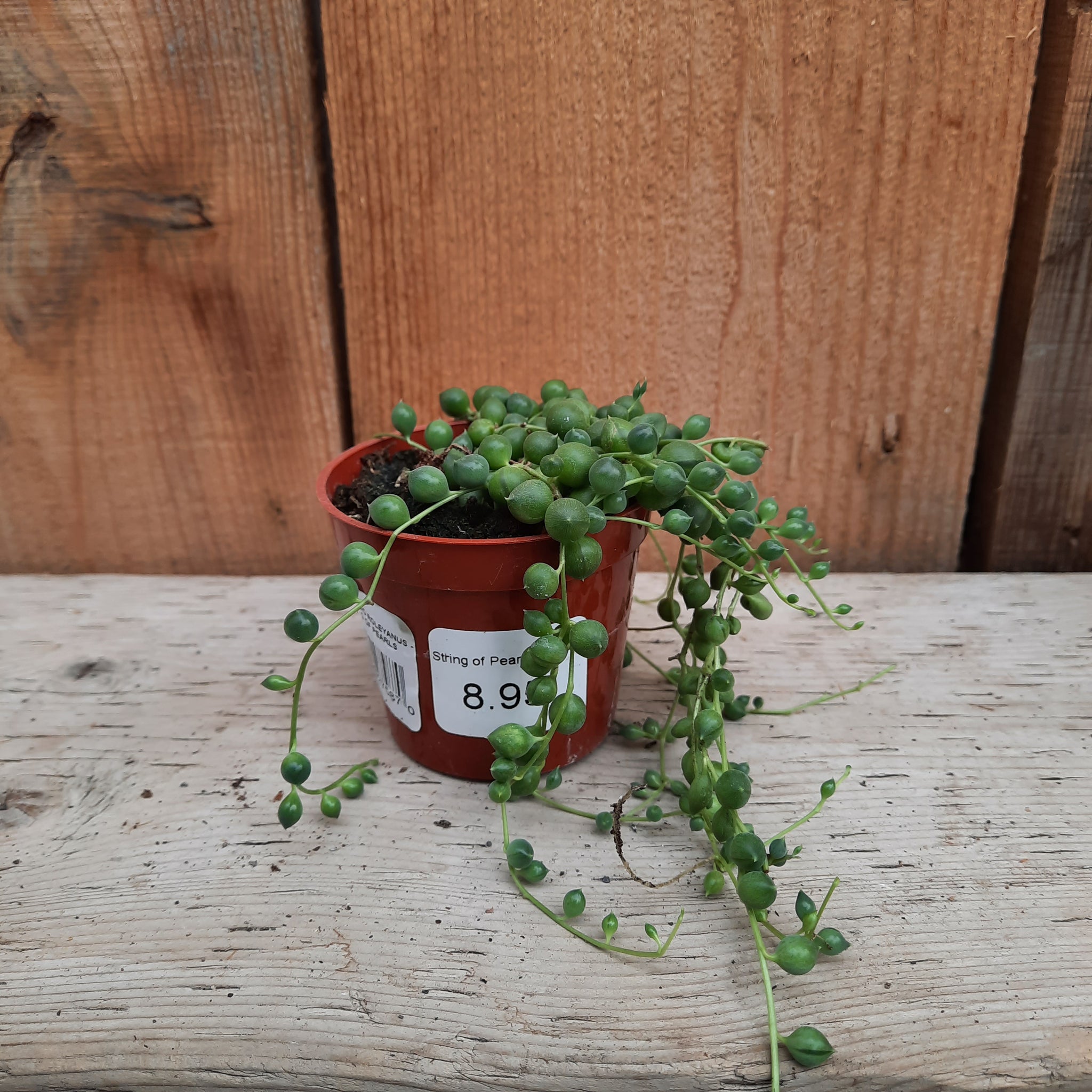 String of Pearls 2.5"