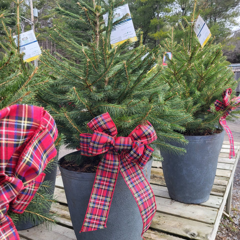 Live Potted Christmas Tree - Norway Spruce Decorative Pot