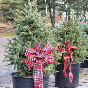 Live Potted Christmas Tree - White Spruce
