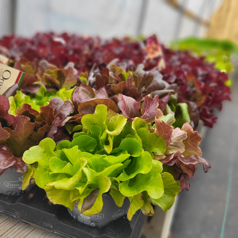 Lettuce Tri Colour - Organic