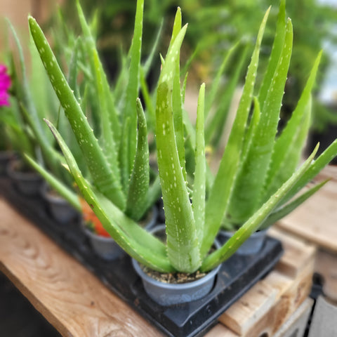 Aloe 4.5" pot