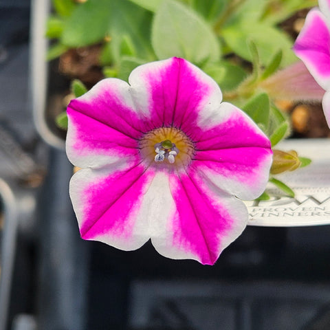 Petunia 'Supertunia Lovie Dovie' Proven Winners