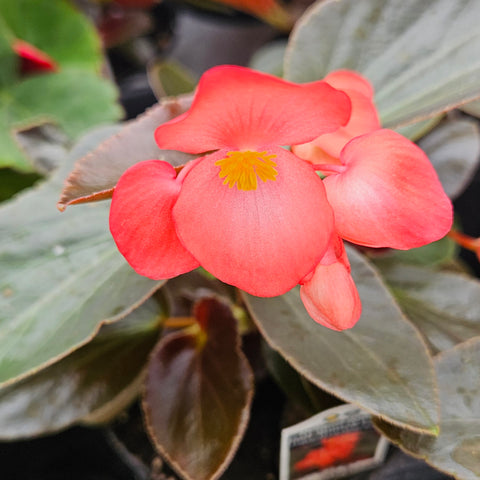 Begonia 'Dragon Wings Red Bronze'