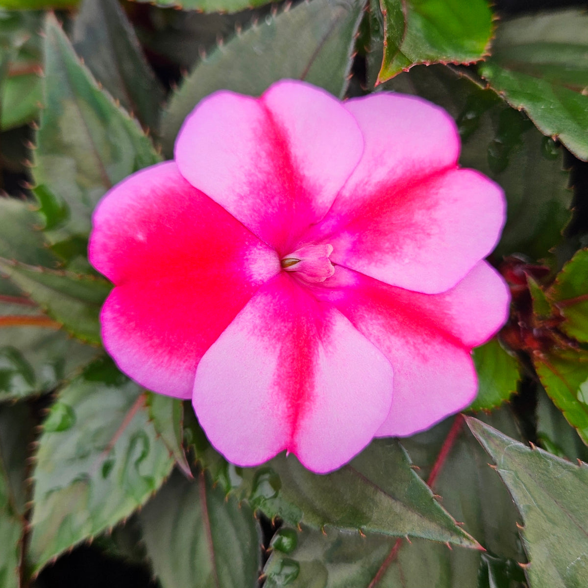 Sunpatiens 'Compact Red Candy' – Carp Garden Centre - West Ottawa