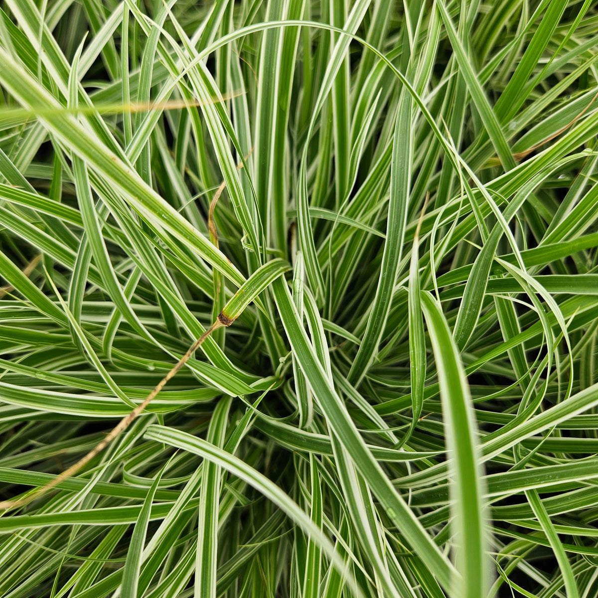 Fountain Grass 'Sky Rocket' – Carp Garden Centre - West Ottawa