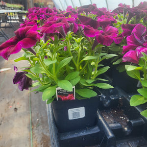 4" Square Annual