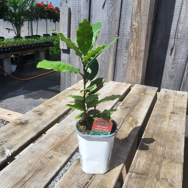 Bay Laurel 4"