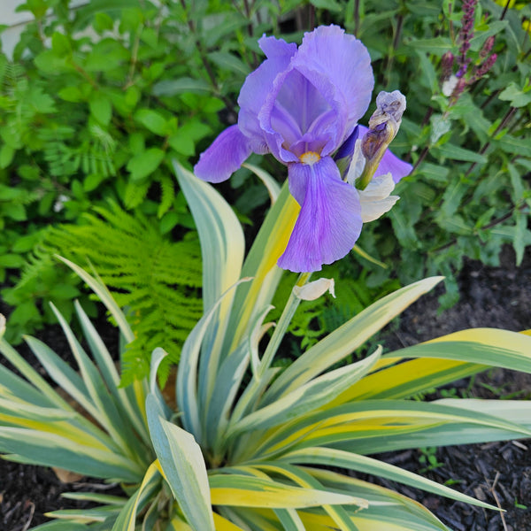 Iris 'Albo' Variegata