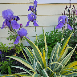 Iris 'Albo' Variegata