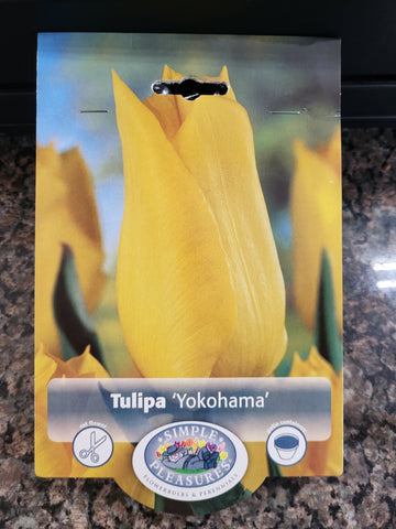 Tulips 'Yokohama'