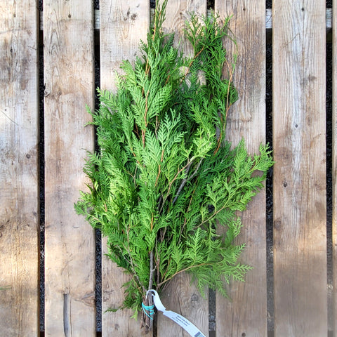 White Cedar Bunch