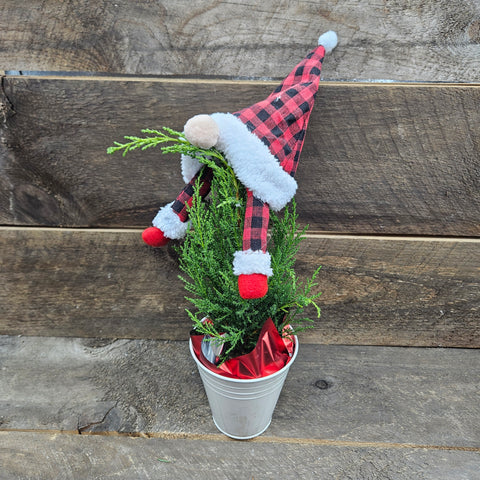 5" White Gnome 'Mirjam Greencrest'