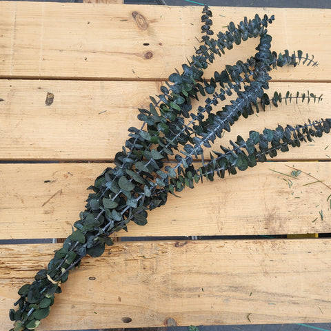 Preserved Eucalyptus Bundle