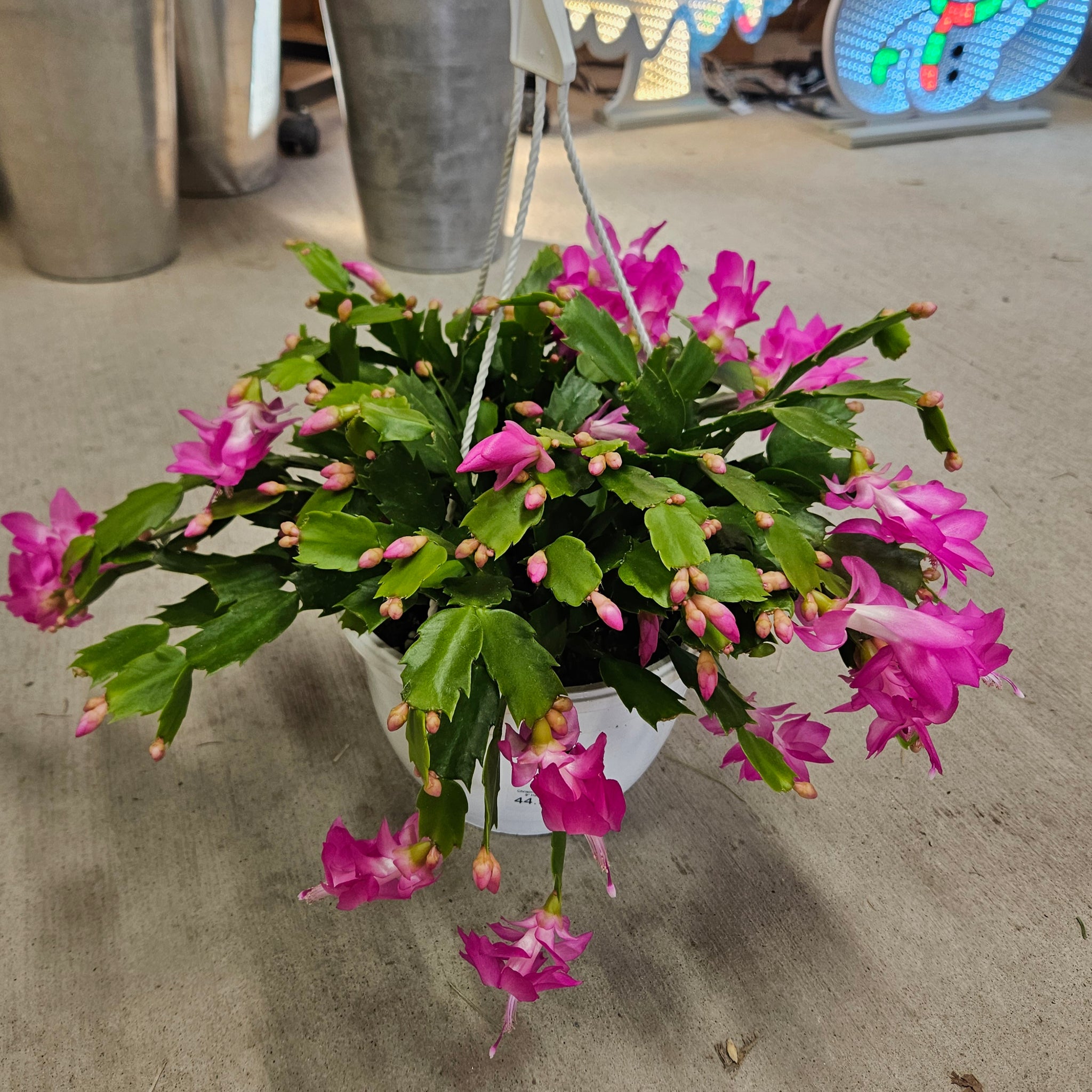 Christmas Cactus 8" Hanging