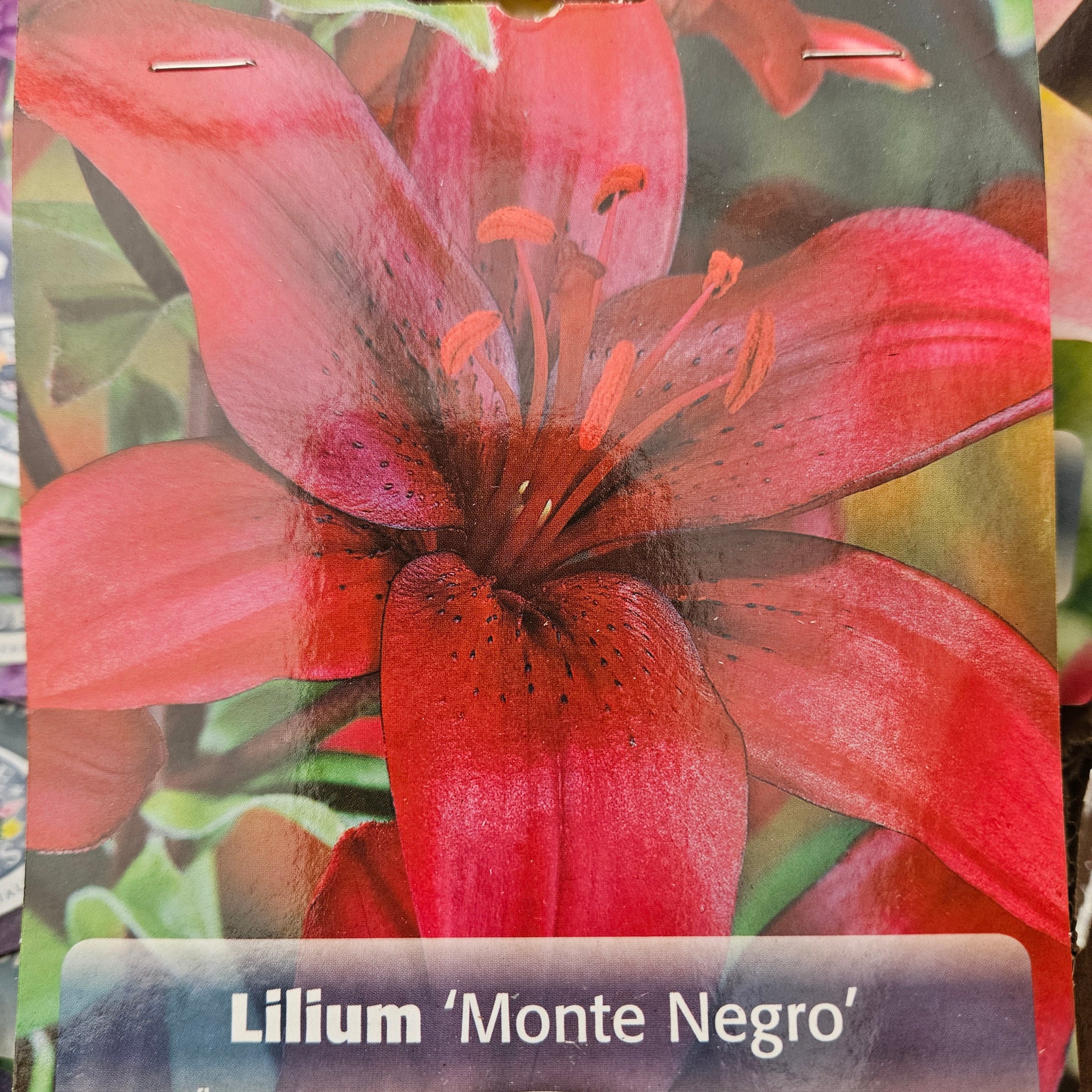 Lilium Bulbs 'Monte Negro'