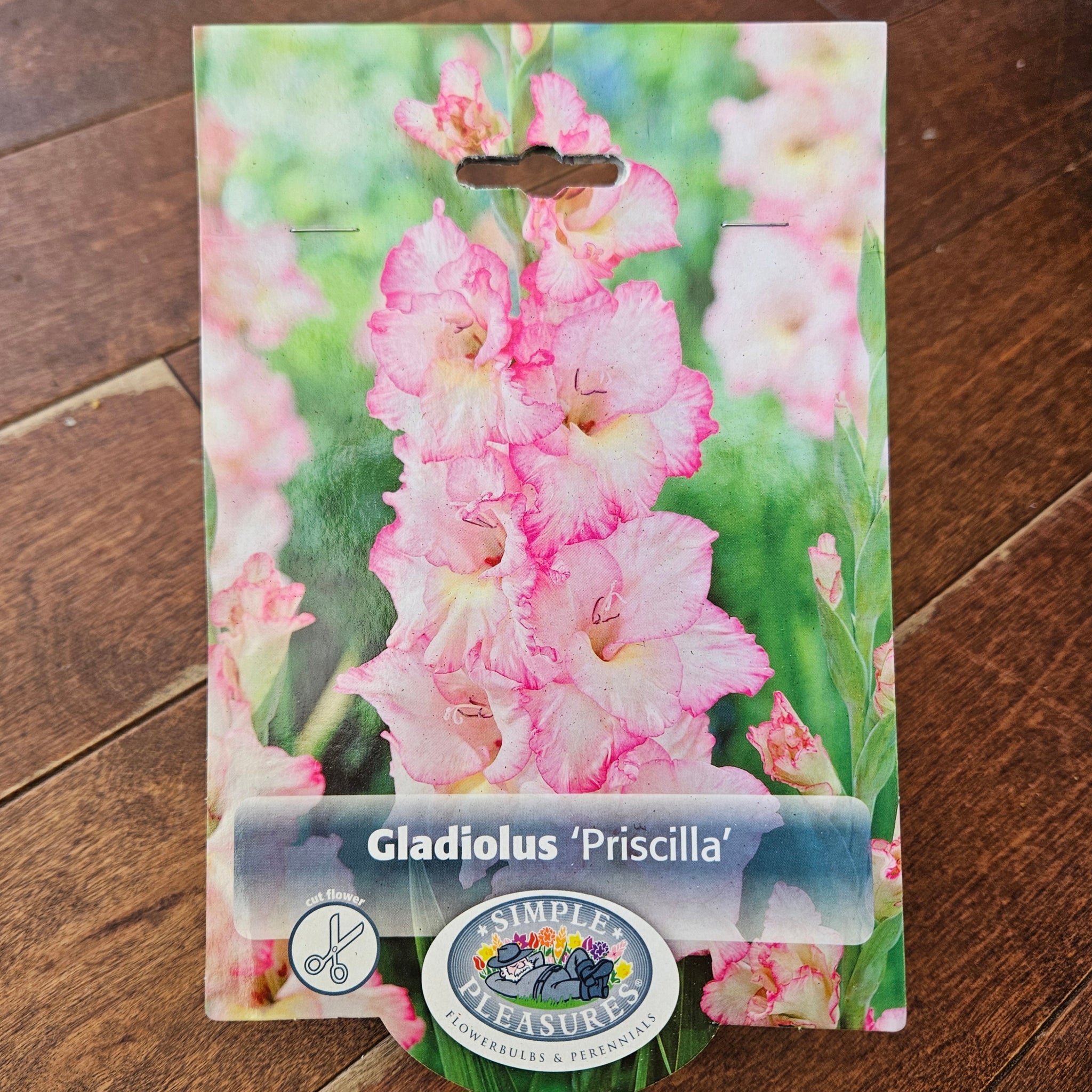 Gladiolus Bulbs 'Priscilla'