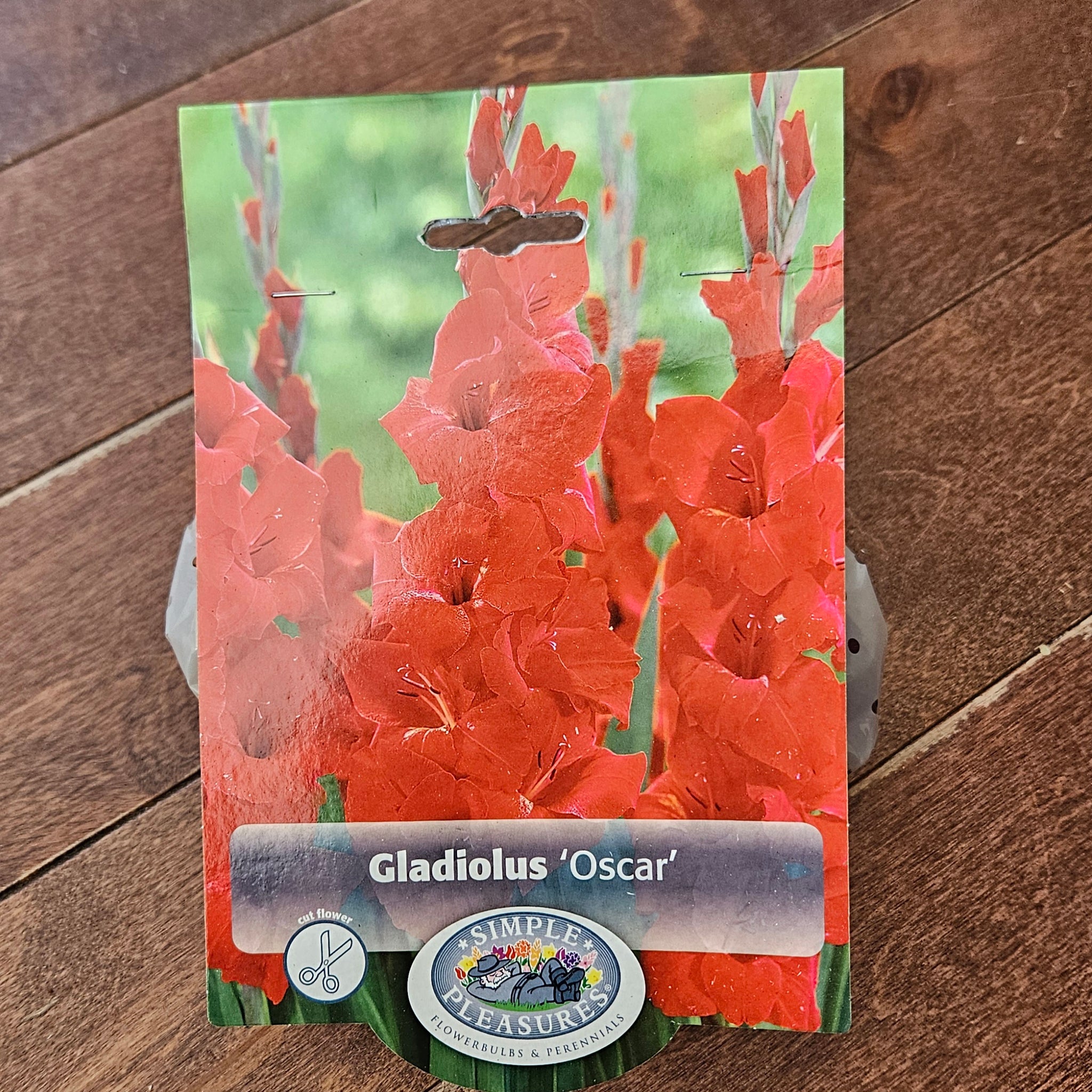 Gladiolus Bulbs 'Oscar'