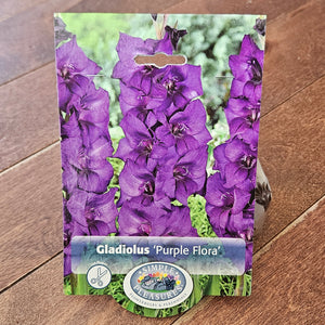 Gladiolus Bulbs 'Purple Flora'
