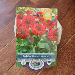 Dahlia Bulb 'Garden Wonder'