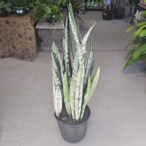 Sansevieria, ‘Spearmint’ 8”